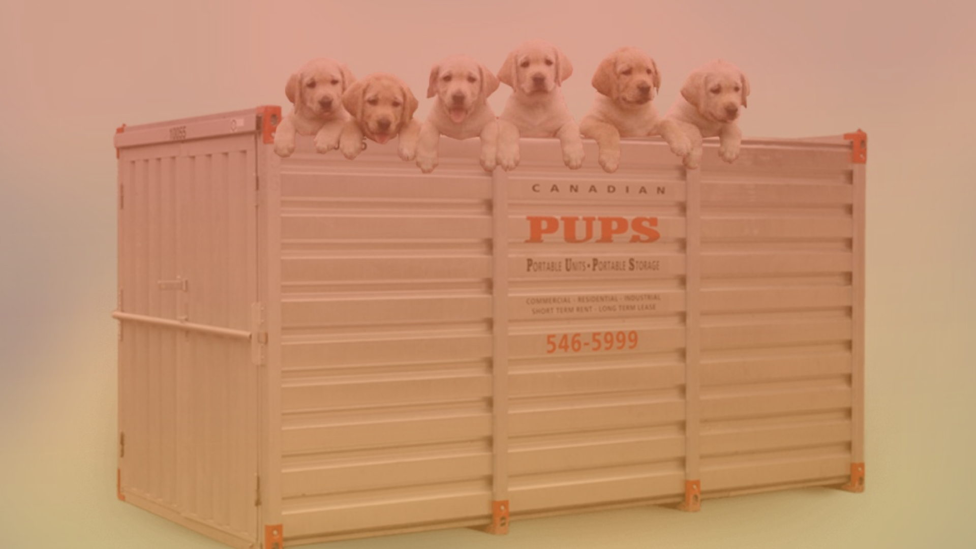 Logistics Word of the Day: Pup